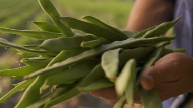 Male farmer hands holding green beans at farmland