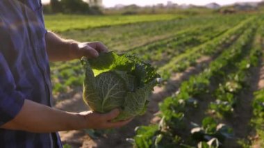 Farmer harvests a fresh crop of cabbage at his farm field. Close-up of male hands opening leaves of savoy cabbage at sunset.