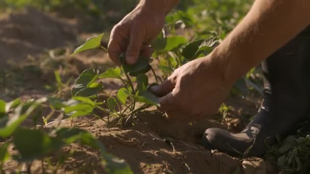 Closeup Hands Adult Farmer Checking Green Leaves Sweet Potato Male — Video