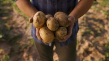 Close up shot of mature farmers hands showing heap of fresh raw potatoes, harvested in countryside agricultural bio and eco farming cultivation field garden