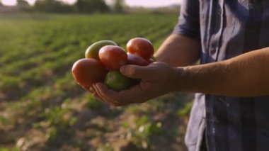 Farmer hands with ripe eco red tomatoes outdoors at farm. Growing tomatoes and showing the harvest at sunset on farmland background