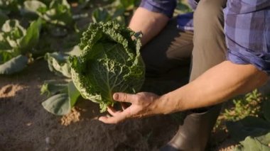 close up shot of mature farmers hands harvesting fresh raw green savoy cabbage at countryside agricultural farm
