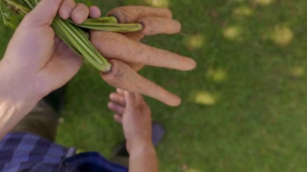 Close Farmer Hands Fresh Carrots Unrecognizable Male Hands Picking Eco — Vídeo de Stock