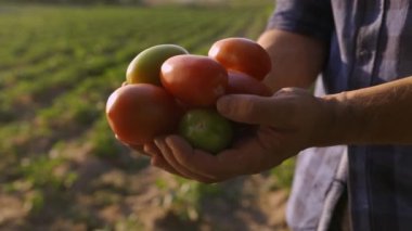 Hands of farmer holding fresh tomatoes on countryside fields background. Local Tomato harvest at agricultural bio and eco garden