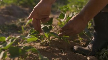 Closeup shot of Male Farmer Hands checking Potato Plants Growing in Agriculture Field in Summer. 