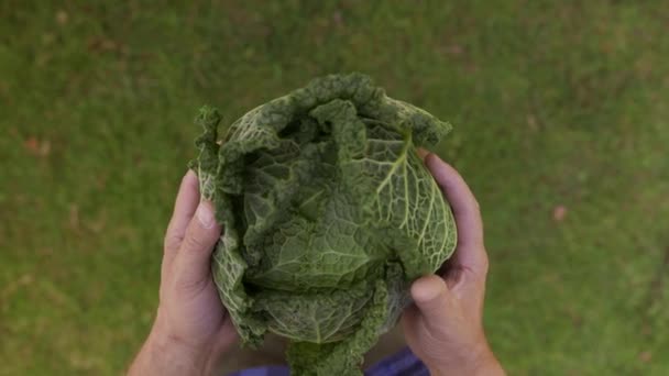 Close Shot Unrecognizable Farmer Hands Showing Fresh Raw Green Savoy — Vídeo de stock