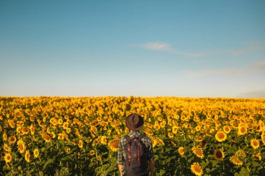 Back view of unrecognizable man in checkered shirt with backpack and hat admiring yellow sunflowers and blue sky while spending summer day in countryside