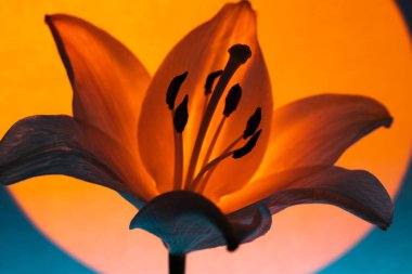 Closeup fresh lily flower with thin pistil and stamens amidst delicate petals illuminated with circle of bright orange neon light