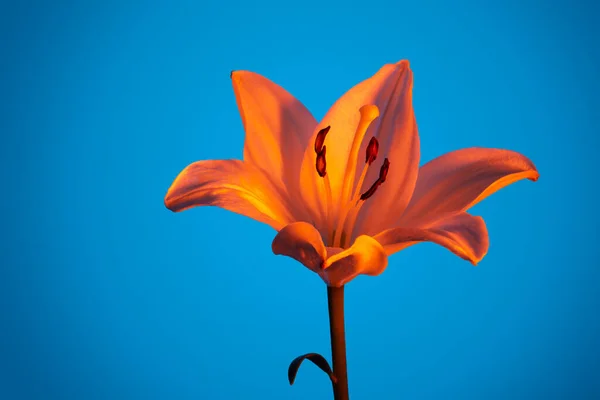 Свежий Цветок Лилии Нежным Пестиком Тычинками Среди Ярких Апельсиновых Лепестков — стоковое фото