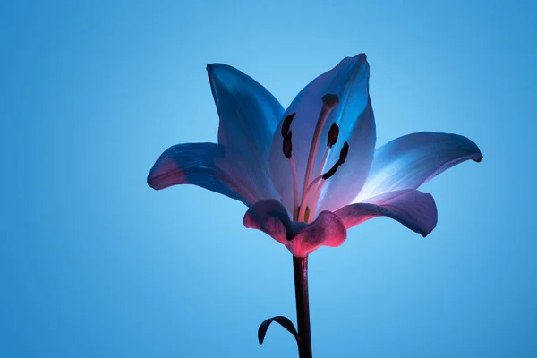 Натуральный Цветок Лилии Лепестками Освещенными Ярким Неоновым Светом Голубом Фоне — стоковое фото