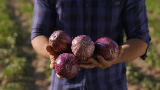 Male Farm Worker Holds Hands Aubergine Eggplant Agricultural Farm — Wideo stockowe