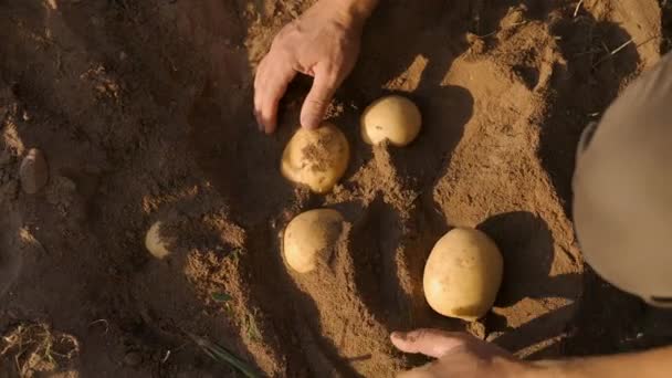 Unrecognizable Farmer Hands Collecting Potatoes Ground Organic Farming Digging Potatoes — Vídeo de Stock