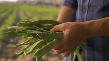 Male farmer hands holding green beans at farmland on background of agricultural fields. Bunch of organic fresh vegetables