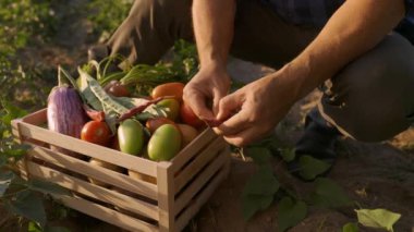 Hands of farmer preparing a vegetables box for local market. Agriculture worker with a wooden crate full of freshly picked eco veggies.