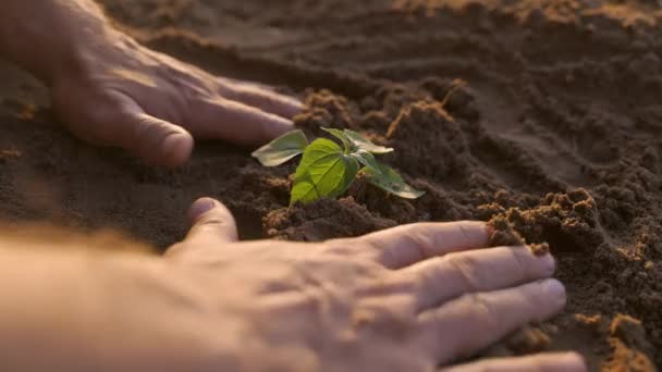 Farmer Hand Planting Green Seedling Soil Agriculture Gardening Ecology Concept — Vídeo de Stock