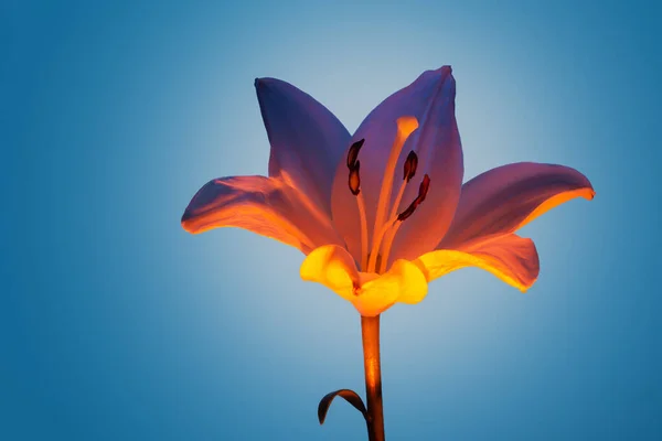 Свежий Цветок Лилии Нежными Лепестками Растущими Ярким Неоновым Светом Голубом — стоковое фото