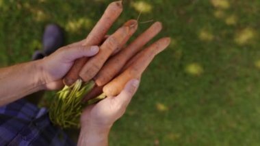 Tanımlanamayan erkek elleri kirli ekolojik havuçları tutuyor. Bir demet organik kök sebzenin yakın plan çekimi.