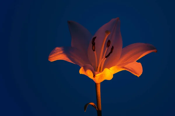 Жизнерадостный Цветок Нежными Лепестками Подсвеченными Ярко Оранжевым Светом Темно Синем — стоковое фото