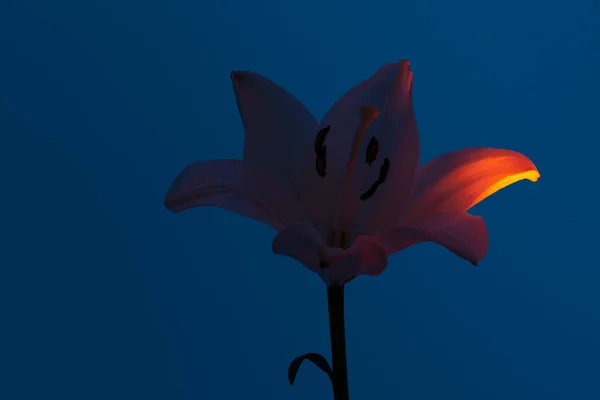 Silhouette of gentle lily flower with illuminated petal against dark blue background in studio