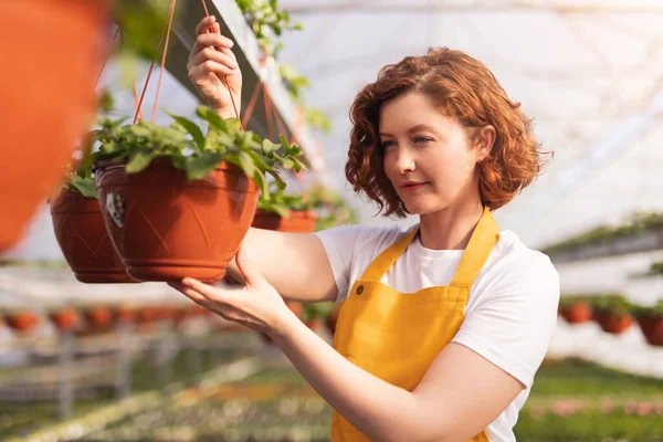 Smiling Female Gardener Wearing Apron Examining Plant Pot Hanging Hothouse — Stock Photo, Image