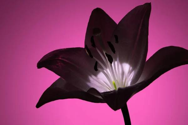 Естественный Цветок Лилии Темными Лепестками Растущими Неоновой Подсветкой Ярком Пурпурном — стоковое фото