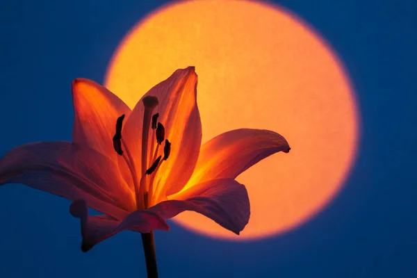 Натуральный Цветок Лилии Нежными Лепестками Освещенный Оранжевым Неоновым Светом Голубом — стоковое фото