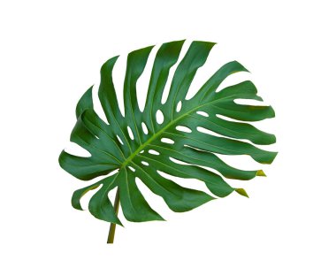 Tropical jungle monstera leaves Isolate on white background