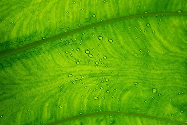 Close Bright Green Leaf Water Drops Textured Background — Zdjęcie stockowe