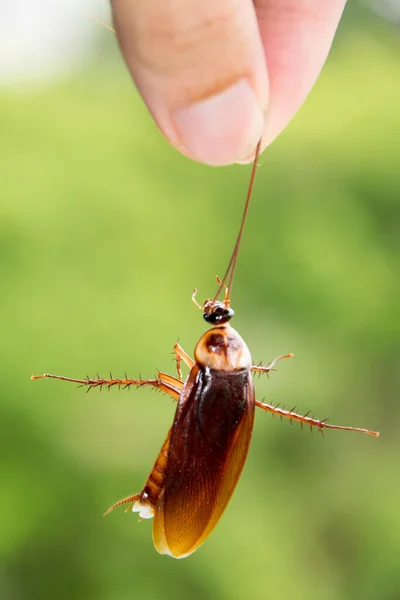 Cierra Mano Sostén Tentáculo Cucaracha Muerta —  Fotos de Stock