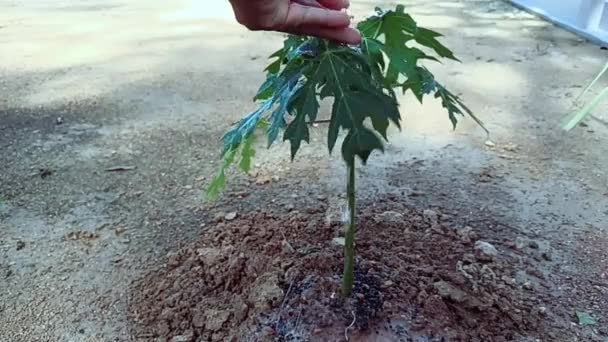 晴れた日に手でパパイヤの木に水をやる — ストック動画