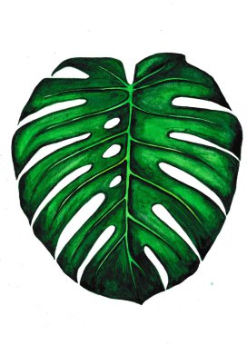 Canavar mı? Suluboya botanik tekniği ile çizilmiş..