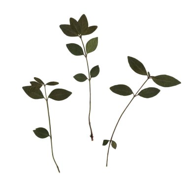 Küçük yapraklı kiraz ağacının yeşil yapraklarını tara. Yaprak döken bitkiler. Ütülenmiş ve kurutulmuş bitkiler. Beyaz arka planda kuru düz yapraklardan oluşan güzel sanatsal kompozisyon.