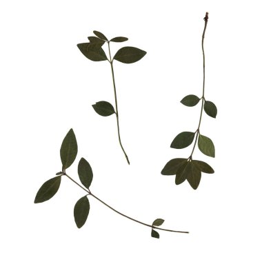 Küçük yapraklı kiraz ağacının yeşil yapraklarını tara. Yaprak döken bitkiler. Ütülenmiş ve kurutulmuş bitkiler. Beyaz arka planda kuru düz yapraklardan oluşan güzel sanatsal kompozisyon.