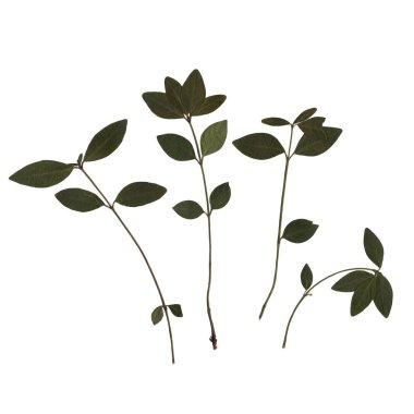 Yeşil yapraklı bir kiraz ağacının dallarını tara. Antika yaprak döken bitkiler. Kurutulmuş bitkiler. Beyaz arka planda düz kuru yapraklardan oluşan sanatsal bir kompozisyon..