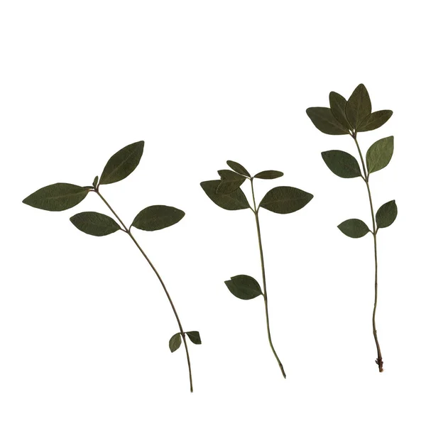 用绿叶对樱桃树枝干进行扫描 植物标本馆压干的香草 由白色背景的干扁叶组成的艺术创作 — 图库照片