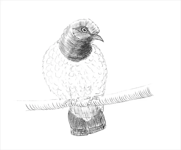 Pencil Sketch Dove Sitting Branch White Paper Fine Freehand Gesture — Stok Vektör