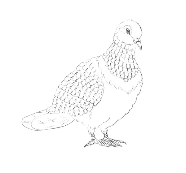 Pencil Sketch Dove Sitting Branch White Paper Fine Freehand Drawing — Stock vektor