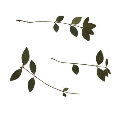 Yeşil yapraklı bir kiraz ağacının dallarını tara. Herbaryum. Ütülenmiş ve kurutulmuş bitkiler. Beyaz arka planda kuru düz yapraklardan oluşan güzel sanatsal kompozisyon.