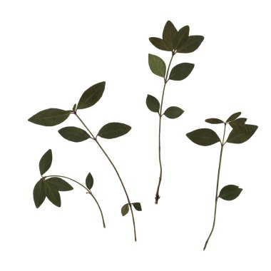 Yeşil yapraklı kiraz ağacının lahanalarını tara. Bitkisel bitki. Ütülenmiş ve kurutulmuş bitkiler. Beyaz arkaplanda kuru baskı yapraklarından oluşan sanatsal kompozisyon.