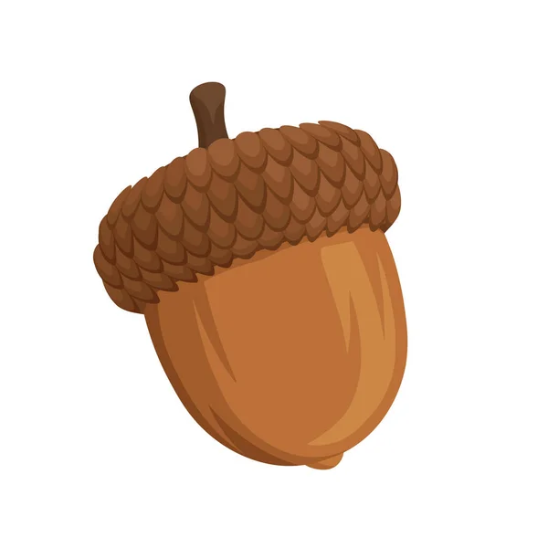 Acorn Cartoon Geïsoleerde Vector Illustratie Witte Achtergrond Eikenboom Fruit Realistische — Stockvector