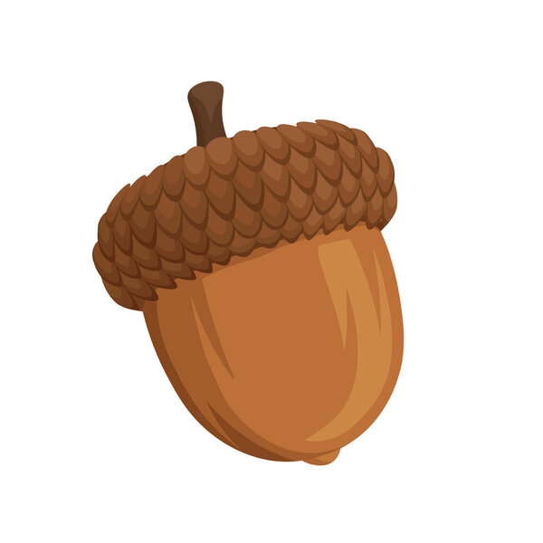 Acorn cartoon isolated vector illustration on white background. Oak tree fruit. Realistic cartoon acorn illustration.
