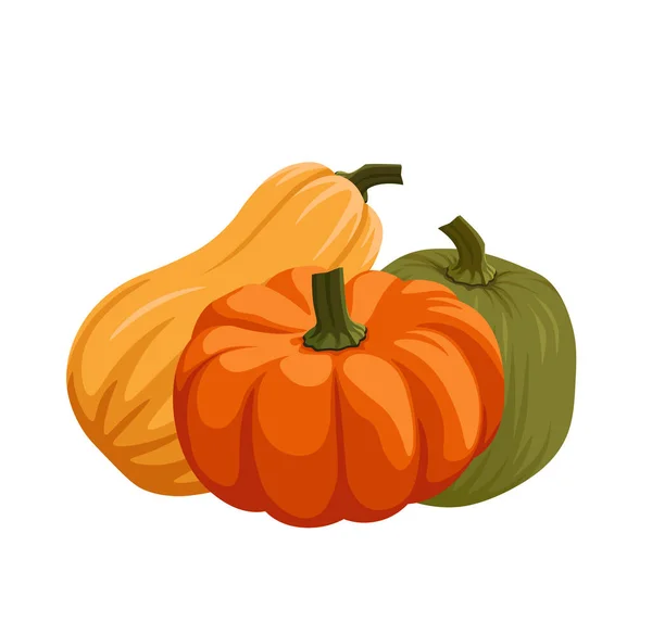 Pumpkins Squash Vector Set Cartoon Style Pumpkin Different Colors Butternut — Stockvector