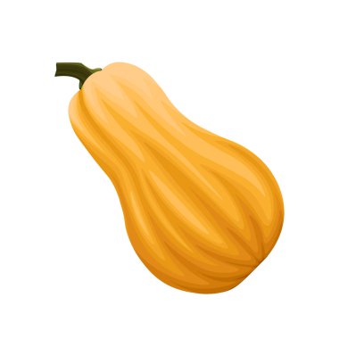 Realistic Yellow Butternut squash cartoon vector illustration isolated on white background. Yellow pumpkin.