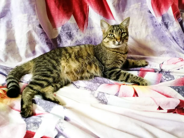 Domácí Kočka Krásná Póza Ložním Prádle — Stock fotografie