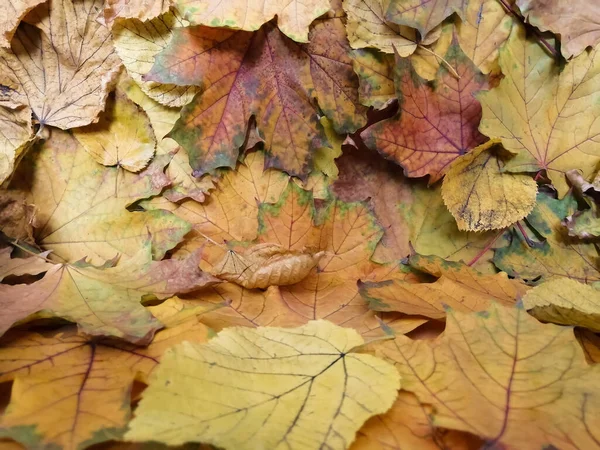 Piękno Jesiennych Liści Jednym Miejscu — Zdjęcie stockowe
