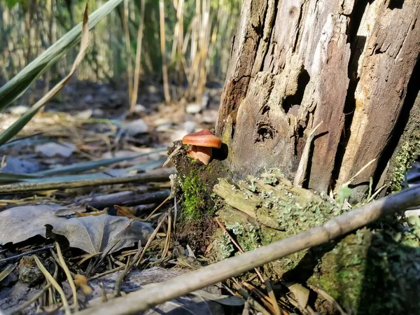 Outono Lado Coto Cresce Pequeno Cogumelo — Fotografia de Stock