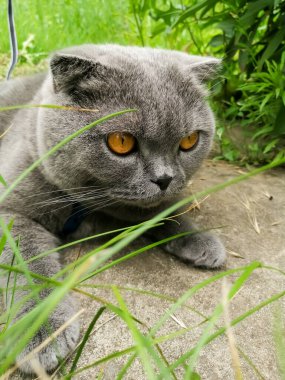 Pofuduk bir kedinin güzelliği - parlak gözler