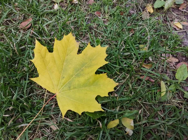 Żółte Liście Klonu Zielonej Trawie Nadchodzi Jesień — Zdjęcie stockowe