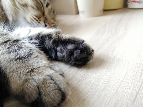 Кіт Спить Столі Ноги Крупним Планом — стокове фото