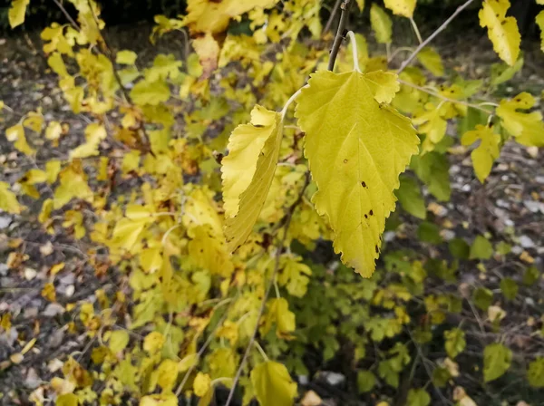 Листья Желтеют Дереве Пришла Осень — стоковое фото